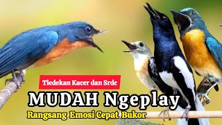 TERBUKTI AMPUH, MERANGSANG EMOSI TLEDEKAN GUNUNG, SRDC DAN KACER