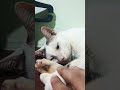 Tikinho dormindo todo manhoso em cima do armário