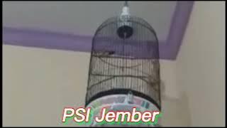 masteran handal sogon ngetir