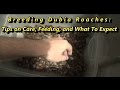 Breeding Dubia Roaches - Tips, Care, Feeding, Sorting and More!