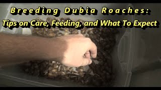 Breeding Dubia Roaches  Tips, Care, Feeding, Sorting and More!