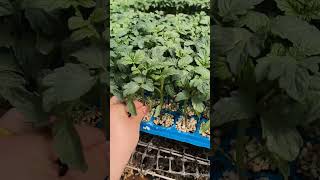 High-Yield Grafted Cucumber Seedlings with Strong Roots & Virus Resistance#Agriculture #Seedlings