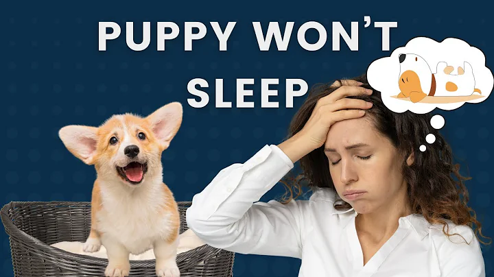 What to Do if Puppy Won't Sleep