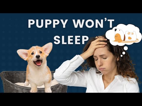 What To Do If Puppy Won't Sleep