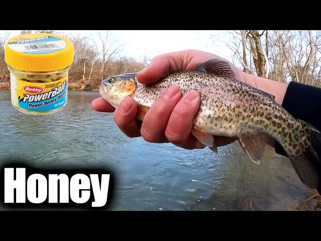 Do Trout Like PowerBait Honey Worms? Winter Stocked Trout Fishing