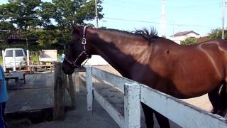 【競馬】第二のストーリー - 馬主さんもすっかり虜に！ワンモアチャッターの魅力 - netkeiba.com