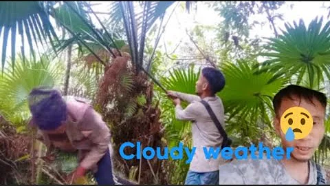 Cutting down the palm leaves for house roof/traditional way#palm leaf#abangphom