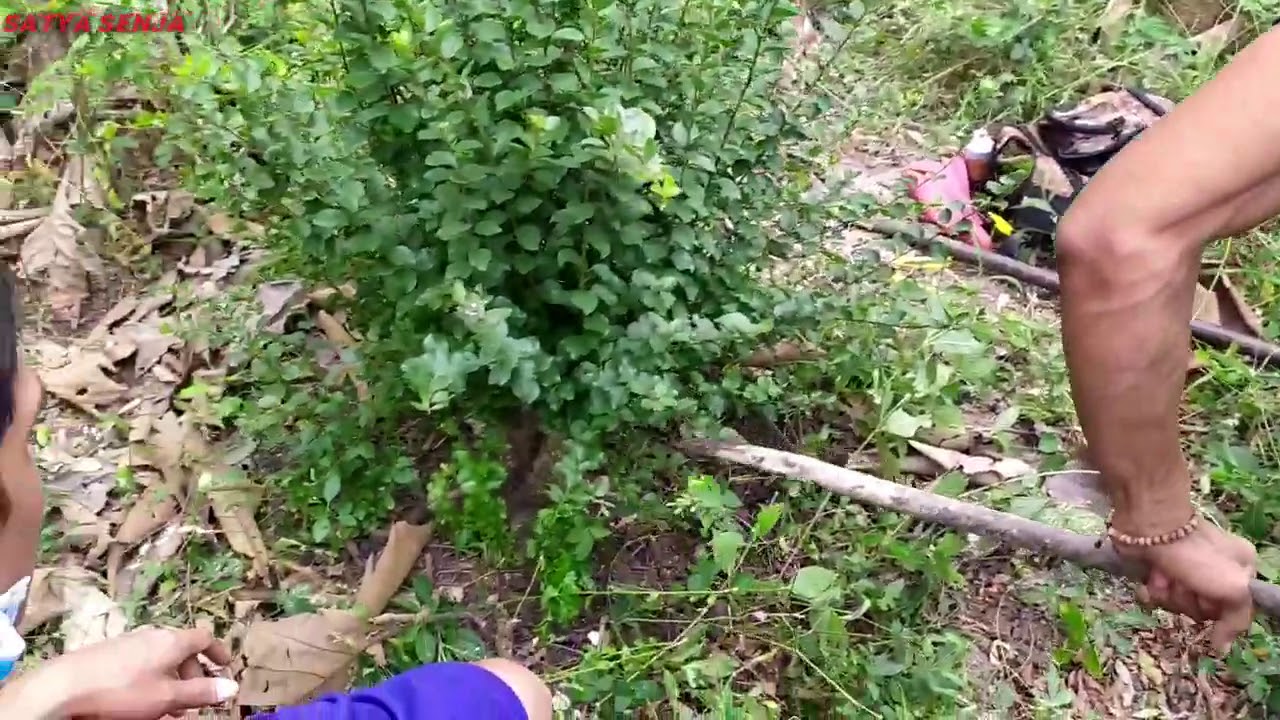 Program Bonsai Rukem Di Alam - YouTube