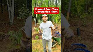 Unusual Fruit Tree Companion Plant #shorts #fruittree #companionplanting #comfrey #strawberries