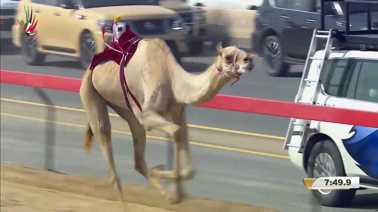 مهرجان ختامي المرموم– حول للشيوخ 17-4-2017 م- ش4 تكريم لـ هجن العاصفة – غياث الهلالي 11:50:6