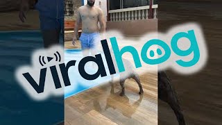 French Bulldog Zoomies Right Into Pool || ViralHog