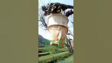 How do you catch a bee swarm in a bag? #honeybee  #swarm