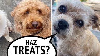 Miniature Poodle DOG AND COUSINS WANT TREATS