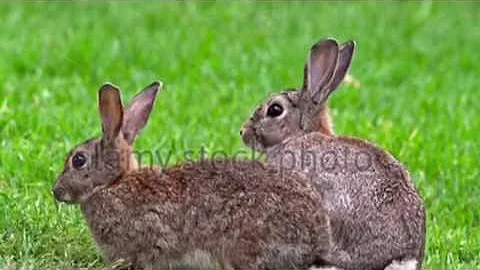 European Rabbits: The Works