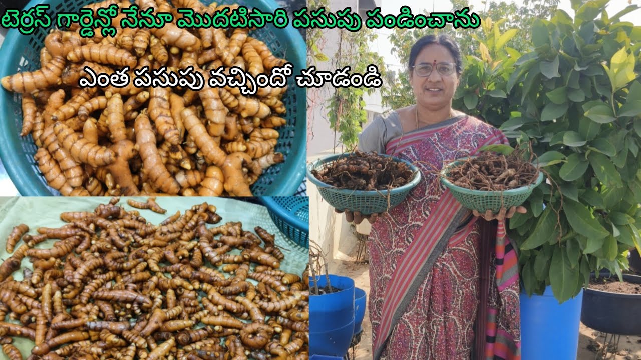 ఈరోజు మన మిద్దెతోట పంట పసుపు పంట 