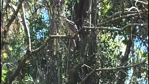 Red-shouldered Hawk, Big Cypress Bend Boardwalk, Fakahatchee Strand Preserve State Park