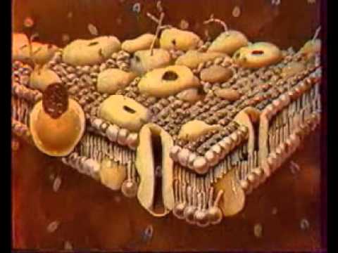 Строение плазматической мембраны клетки