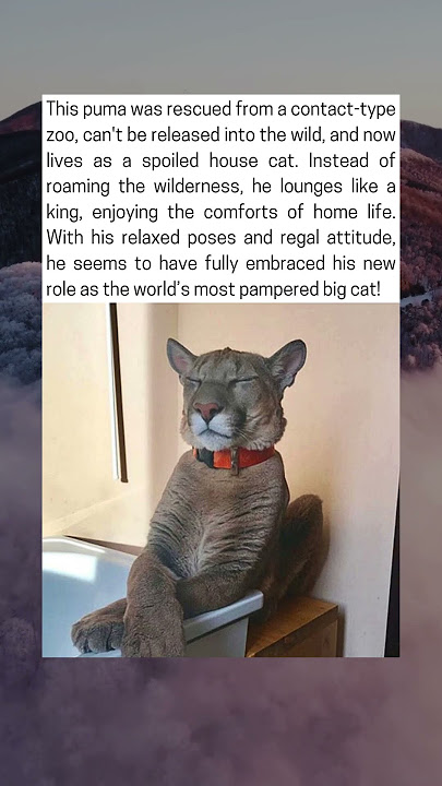 Rescued Puma Lives the Ultimate Luxury Life as a House Cat
