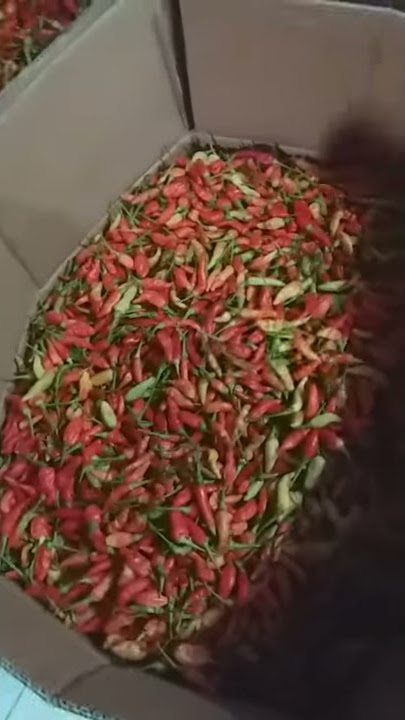 proses pengiriman cabe situbondo