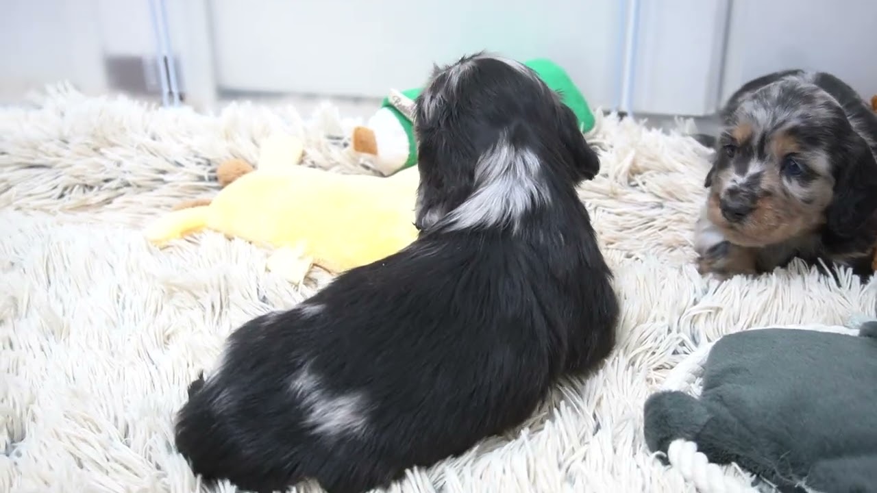 ミニチュアダックスフンド3月27日生まれシルバーダップル男の子②
