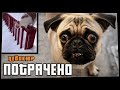 ПОТРАЧЕНО. Педикюр. Лучшие приколы 2021, смешные видео и фейлы