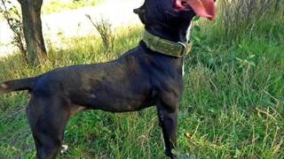 Apbt Qvrs Jenny Mgk Line Pedigree.gamedogs.czdetails?Id245220