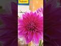 nature #ytshorts #foryou #viral #trendingshorts #yputubeshorts #short