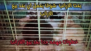 اسعار الارانب اليوم 2023/8/12 وكل الي عليك تعملو بعد بيع الارانب