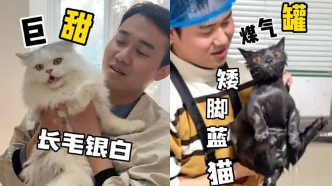 今天给自家的傻大儿安排洗香香，顺便教教大家如何在家里给猫咪洗澡！ #洗澡  #宠物  #貓咪洗澡 #貓咪咬人 #惡貓 #上門洗貓 #寵物 #猫咪
