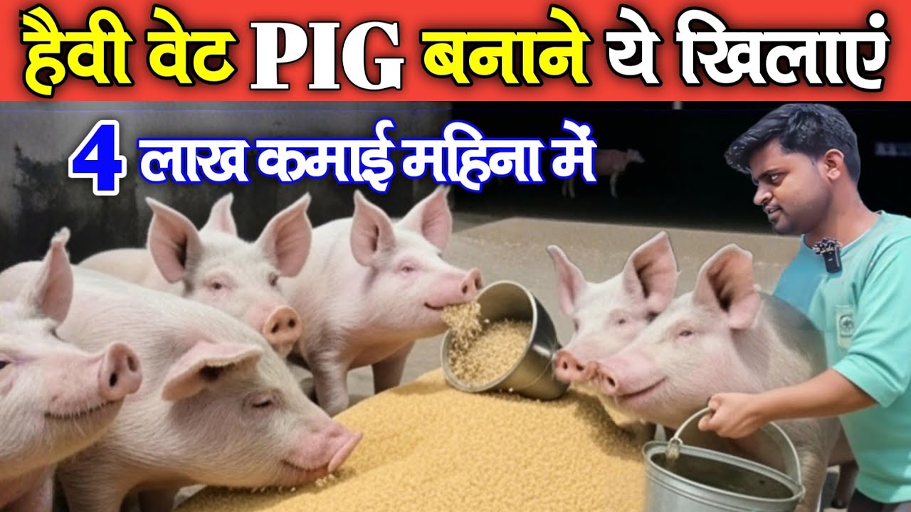 PIG FARMING FEED || हैवी वेट PIG बनाने ये खिलाएं?। Heavy waight PIG kaise Banaye।।  #omprakashausar