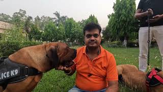 Boerboel जो South Africa की ख़तरनाक Dog Breed है अब India में