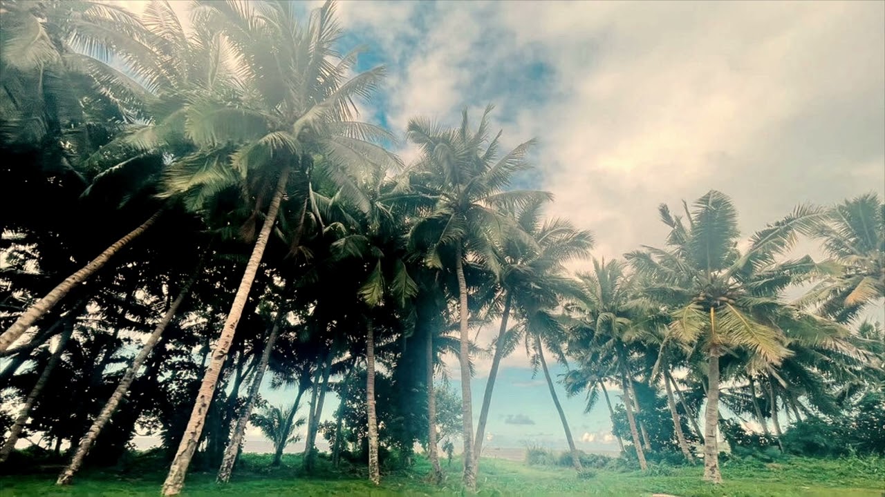 Vii o Falealili x Taupou o Samoa