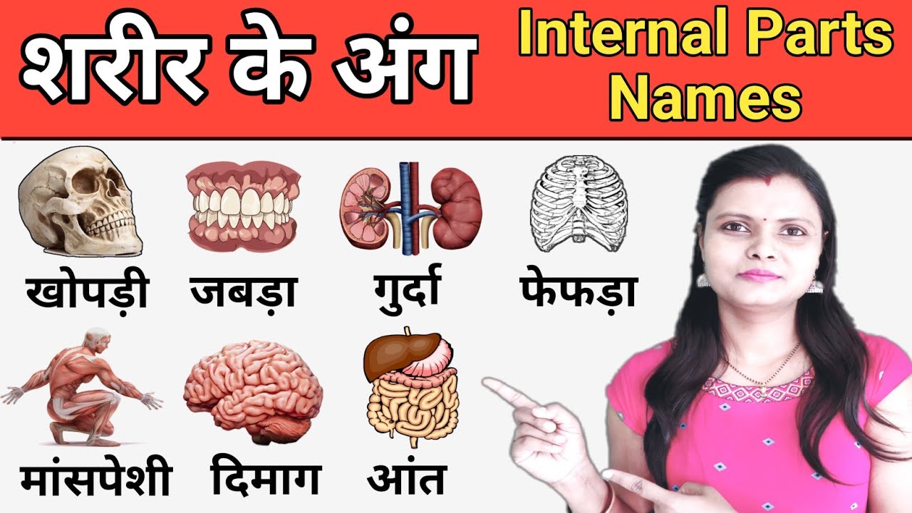 Internal Body Parts Name In Hindi English With Pictures Internal Body Parts Name In Hindi English With Pictures