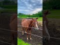 morning stroll somewhere in Ontario, Canada #horses #horselover #morningroutine #ontario #canada