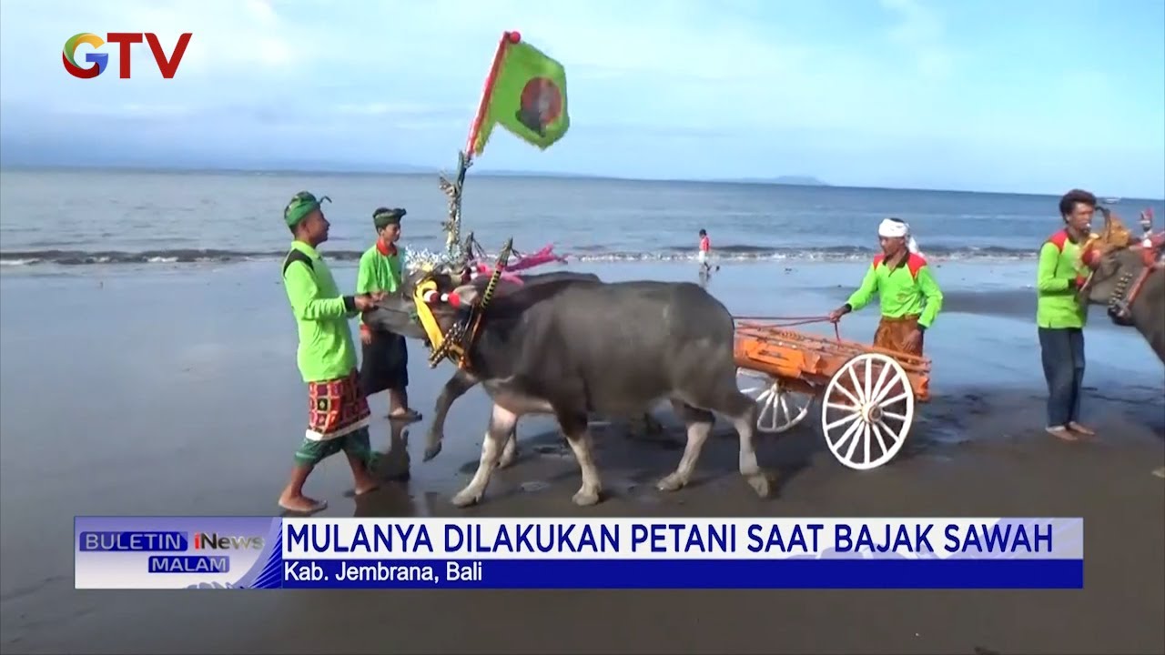 Mengenal Makepung, Tradisi Lomba Balap Kerbau Khas Pulau Bali 