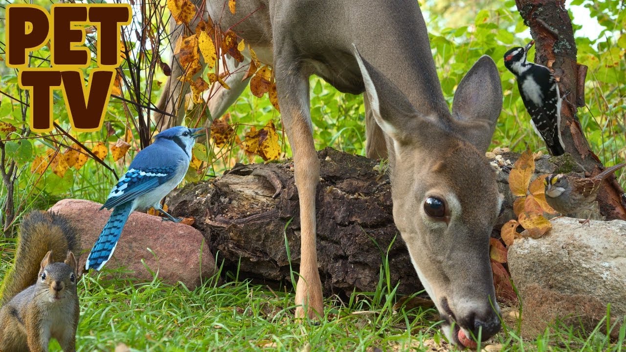 Dog TV • Cat TV 🦌 Beautiful Doe, Happy Squirrels & Birds - Wildlife Up-close for Dogs, Cats & People