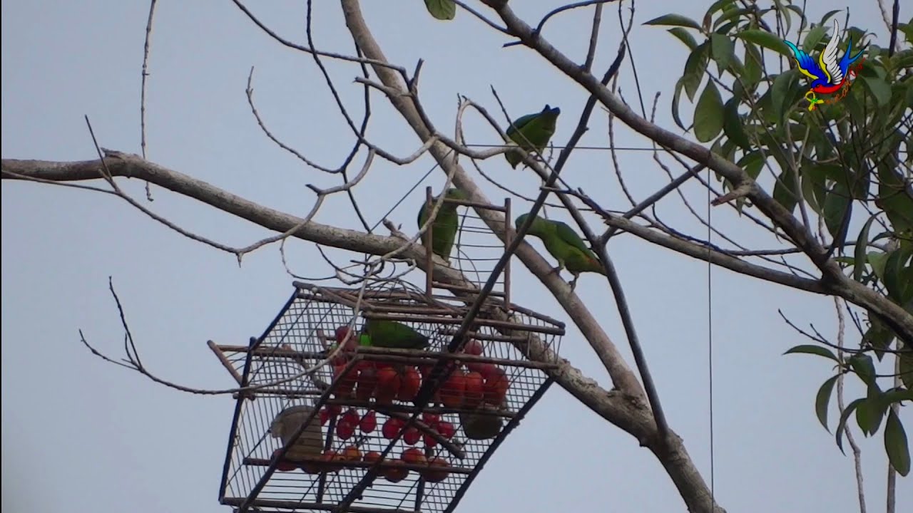 Memikat Serindit EP29 - Melatih Pelapis tapi? tak tahu nak tulis tajuk #serindit #memikat