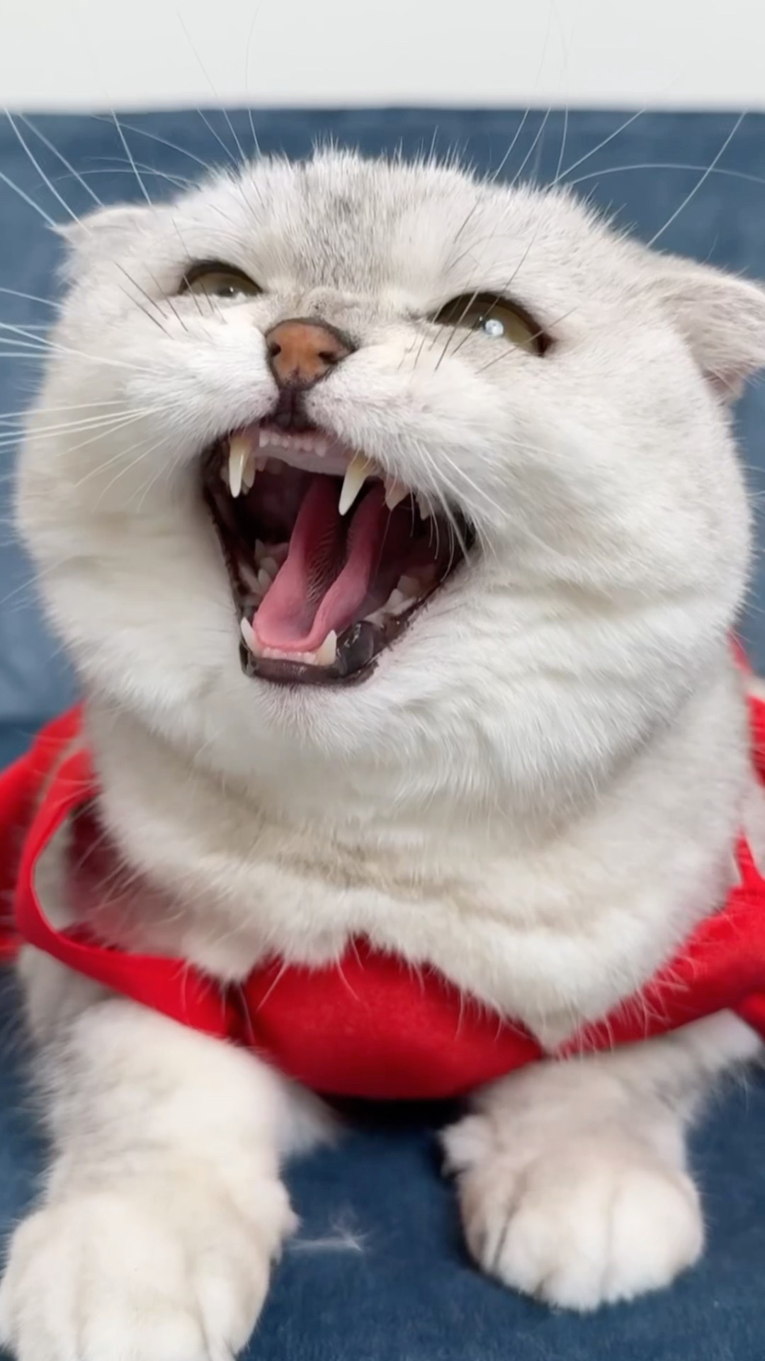 Sonya decided to dress up ? #cat #funny #animals