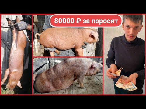 Видео: Мадурай - сельский или городской?