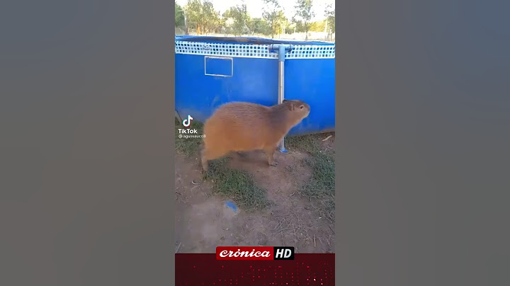 ¡Al agua, carpincho!