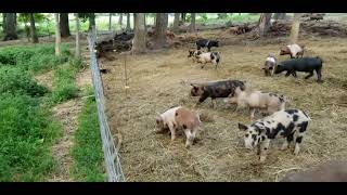 Quick pig fence tutorial. (Our bulletproof training protocol) by FarmBuilder 40,574 views 1 year ago 4 minutes, 27 seconds