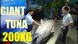 CUTTING A GIANT 200KG (TUNA) CLOSE-UP / SEAFOOD VIETNAM