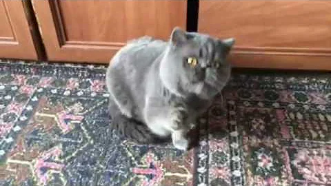 Watch the video about Blue exotic shorthair cat