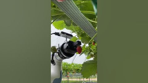 DH-Robotics PGC parallel electric gripper with DOBOT Nova cobot pick strawberries