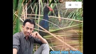 suara pikat mandar biru jernih untuk pikat jos