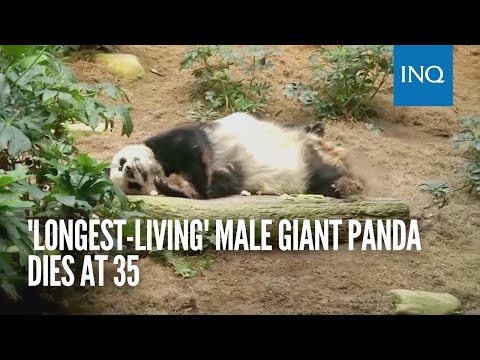 'Longest-living' male giant panda dies at 35