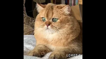 Золотые британские шиншиллы MimisolCats
