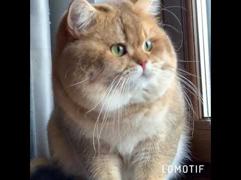 Золотые британские шиншиллы