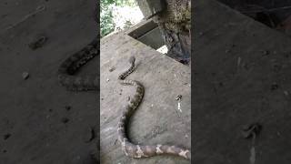 malabar pit viper venomous snake #shorts #wildlife #pitvipers