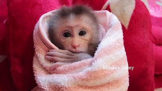 Very Heart Warming And Gorgeous!! Tiny Baby Monkey Sleep Sucking Thumb Big Eyes Open